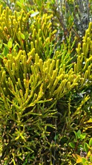 Veronica lycopodioides