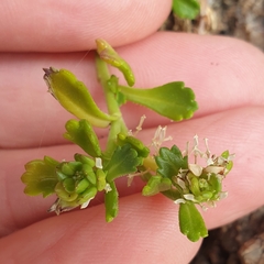 Lepidium flexicaule