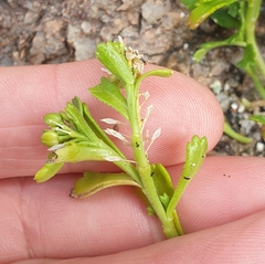 Lepidium flexicaule