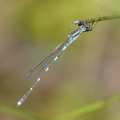 Austrolestes leda