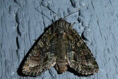 Ichneutica mutans