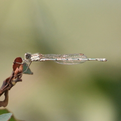 Austrolestes leda