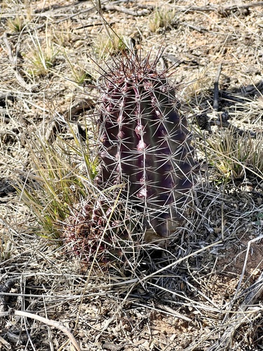 Echinocereus fendleri