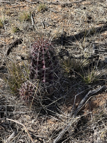 Echinocereus fendleri