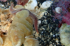 Pherecardia striata