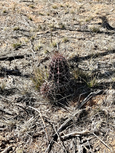 Echinocereus fendleri