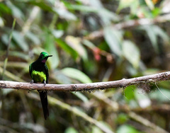 Heliodoxa imperatrix