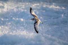 Rissa tridactyla pollicaris