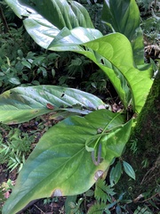 Anthurium acaule