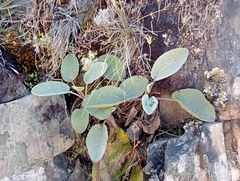 Brachyglottis haastii