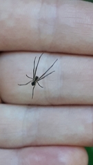 Leucauge argyra