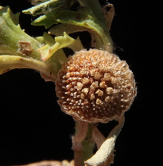 Centipeda crateriformis