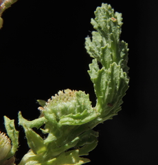 Centipeda crateriformis