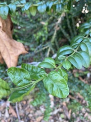 Buxus sempervirens