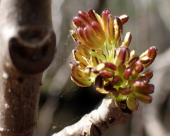 Fraxinus caroliniana