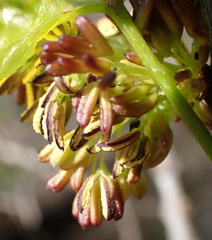Fraxinus caroliniana