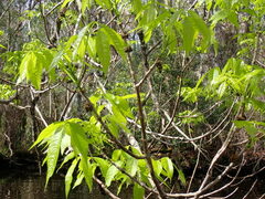 Fraxinus caroliniana