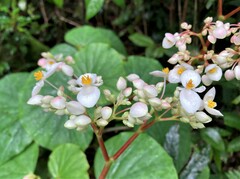 Begonia obliqua