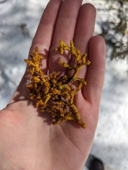 Phoradendron juniperinum