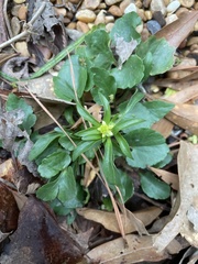 Ranunculus abortivus