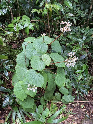 Begonia obliqua