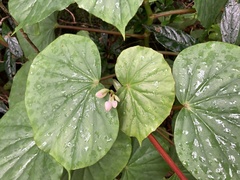 Begonia obliqua