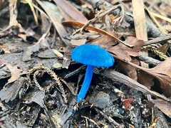 Entoloma hochstetteri