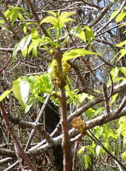 Fraxinus caroliniana