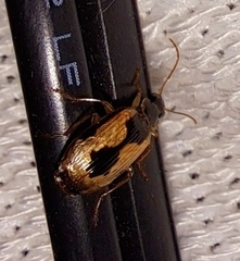 Lebia fuscata