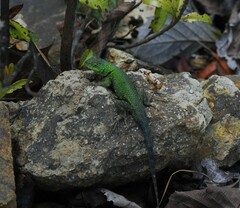 Sceloporus formosus