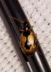 Lebia fuscata