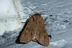 Ichneutica averilla