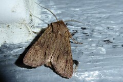 Ichneutica averilla