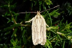 Agonopterix umbellana