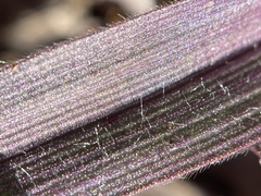 Dichanthelium commutatum