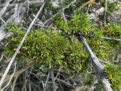 Adenostoma fasciculatum