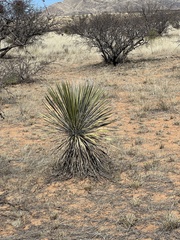 Yucca elata
