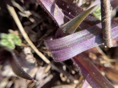 Dichanthelium commutatum