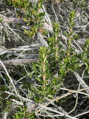 Adenostoma fasciculatum