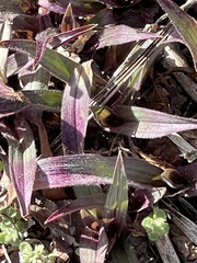 Dichanthelium commutatum