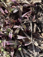 Dichanthelium commutatum