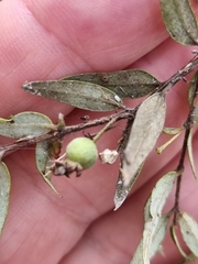 Austromyrtus