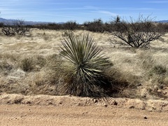 Yucca elata
