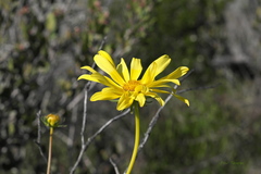 Leptosyne maritima