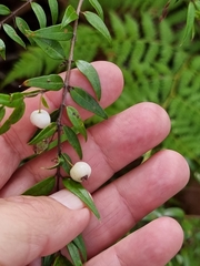 Austromyrtus