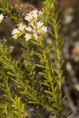 Platysace commutata