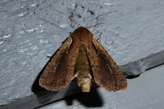 Ichneutica atristriga