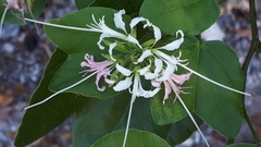 Bauhinia divaricata