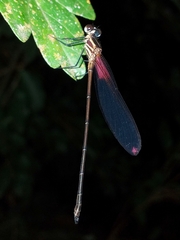Hetaerina occisa