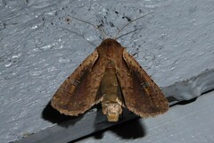 Ichneutica atristriga